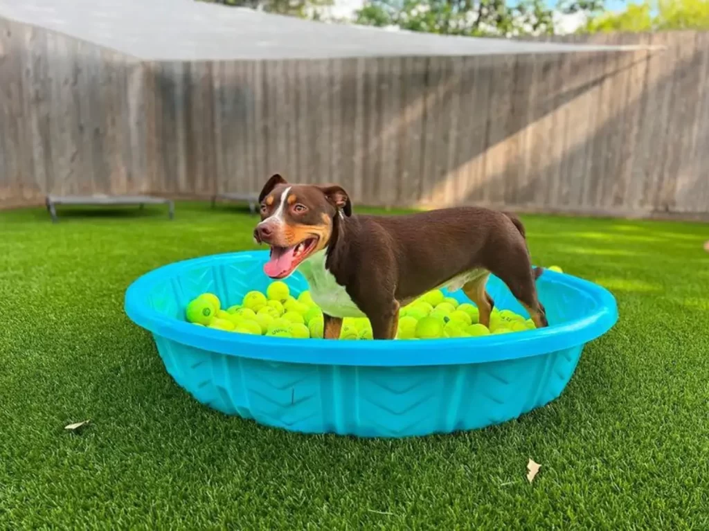 dog playing in pool on artificial grass lawn
