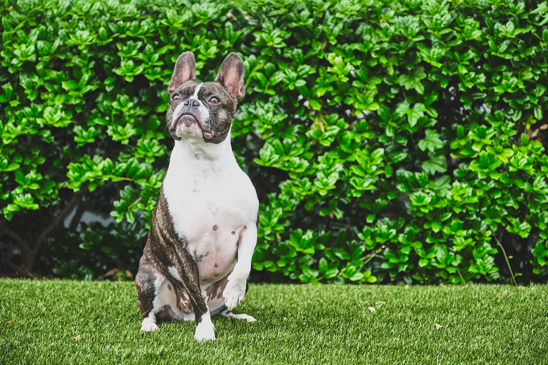 residential pet turf