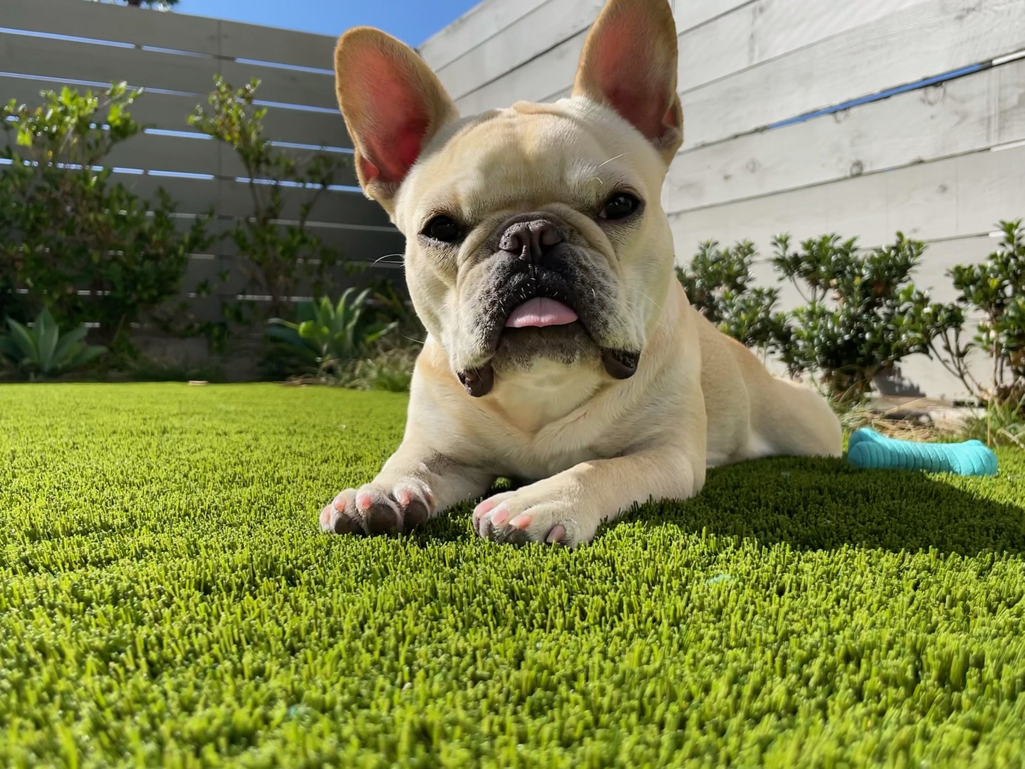 dog relaxing on SYNLawn pet turf
