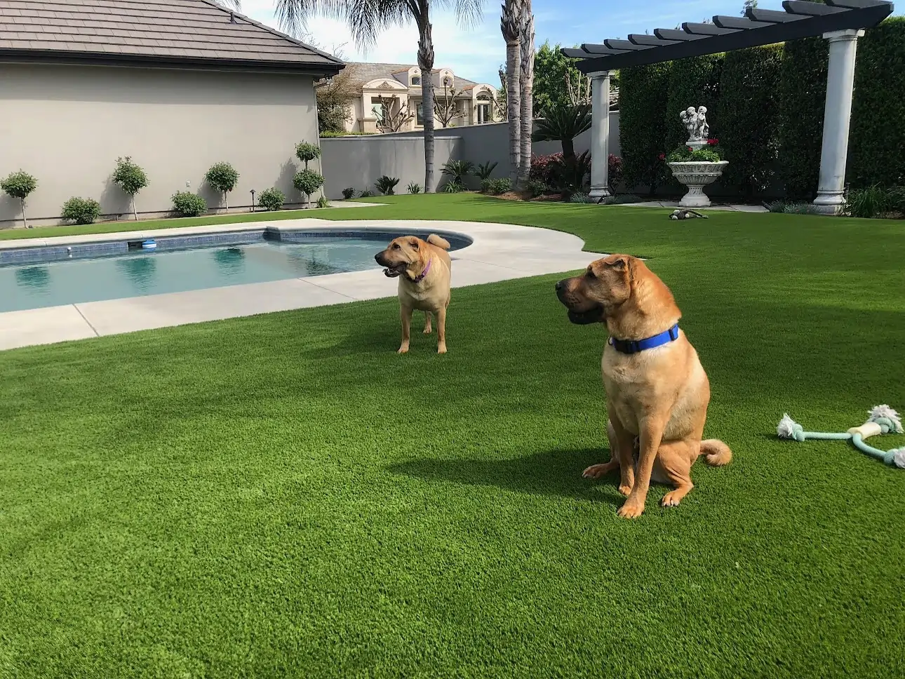 pet turf with gods by pool pet turf with gods by pool