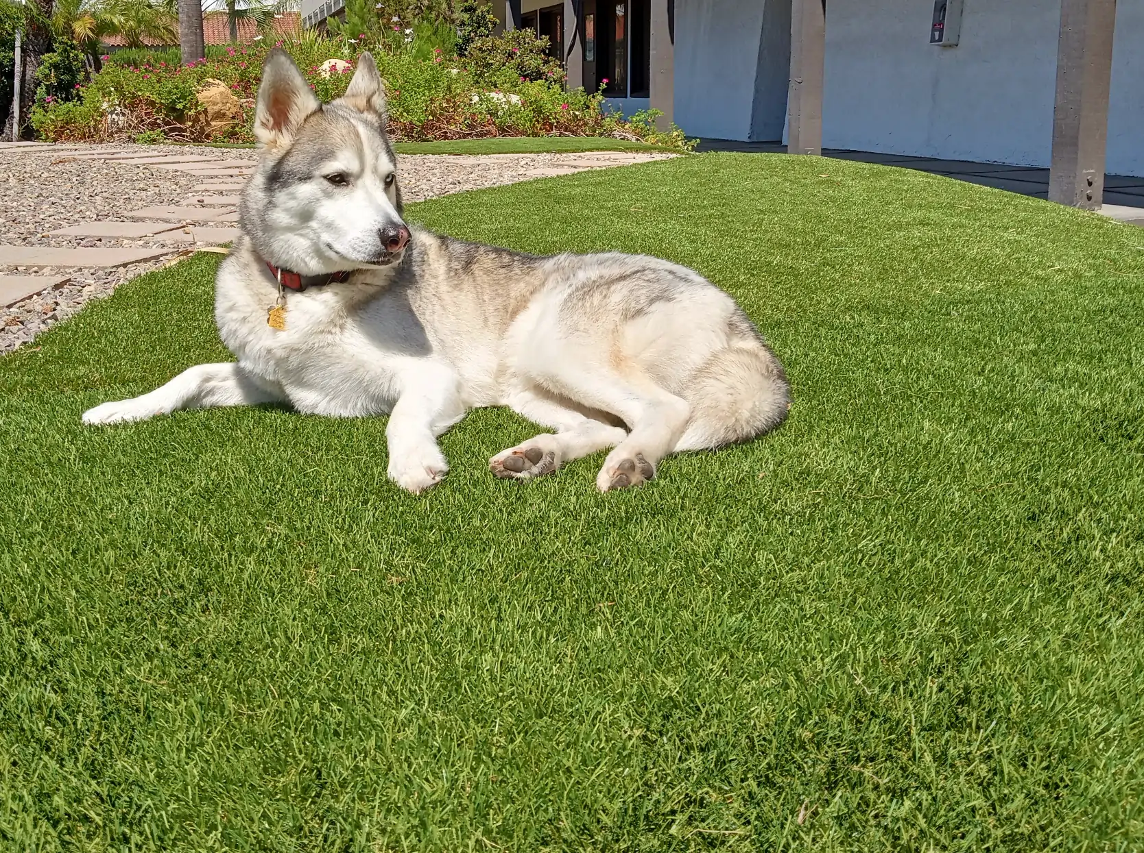 PetTurf4 dog laying on mississippi pet grass