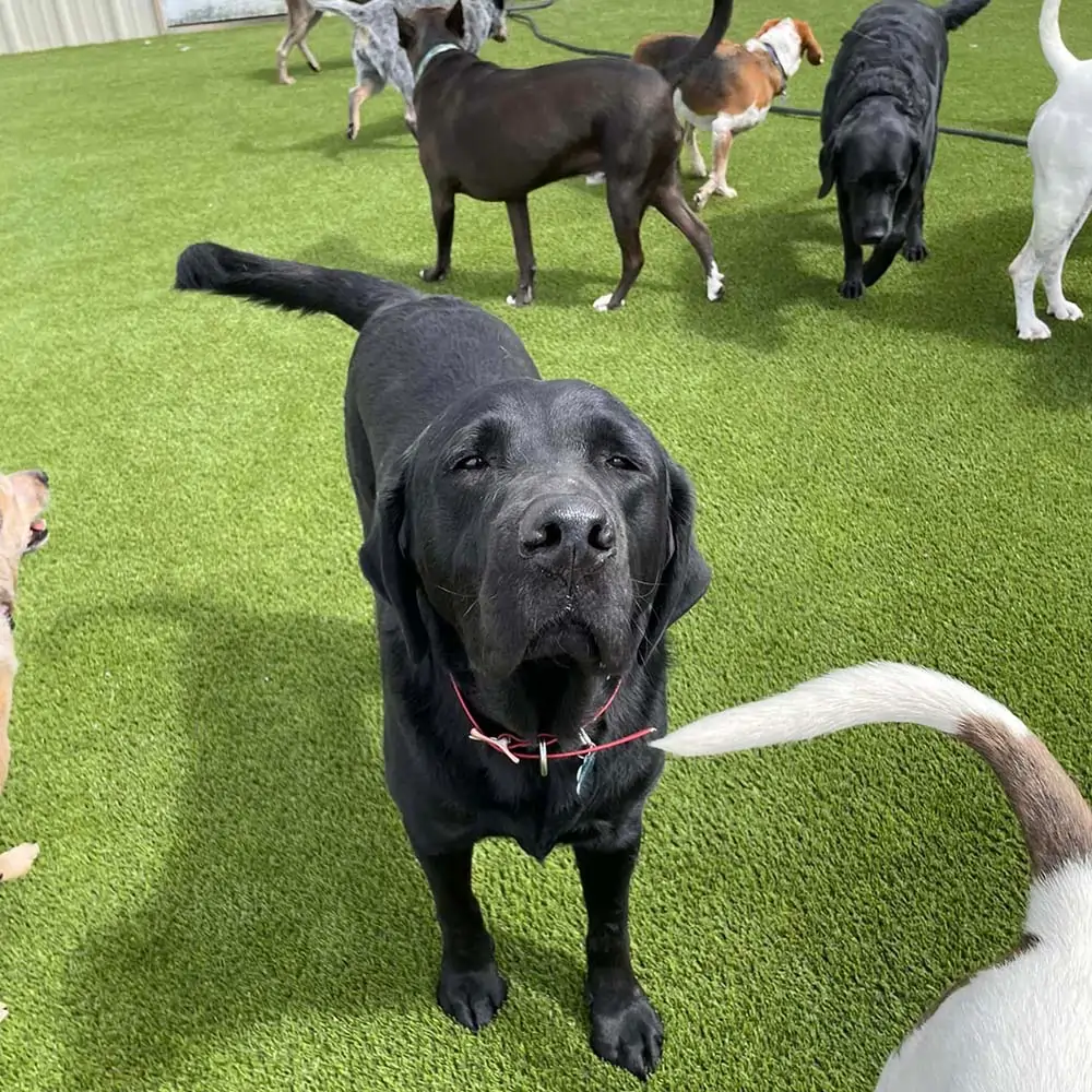artificial-grass-pet-turf-gal-3 artificial pet turf