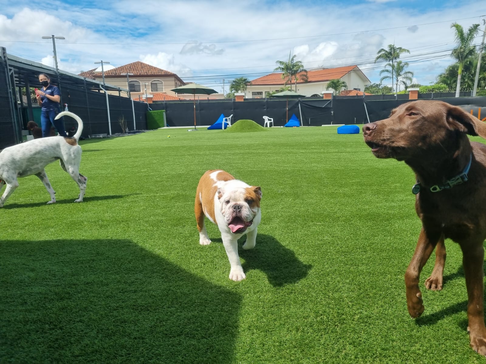 Dog Park SYNLawn Pet Turf Dog Park SYNLawn Mississippi Pet Turf